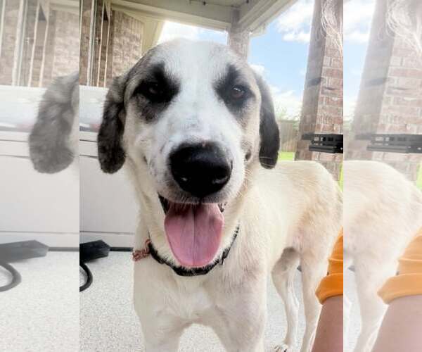 Medium Photo #3 Anatolian Shepherd Puppy For Sale in Coldwater, MI, USA