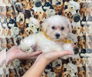 Schnoodle (Miniature) Puppy for sale in WINNSBORO, LA, USA