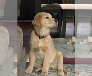 English Cream Golden Retriever Puppy for sale in PITTSBURGH, PA, USA