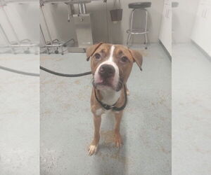 American Staffordshire Terrier-Boxer Mix Dogs for adoption in Pierceton , IN, USA