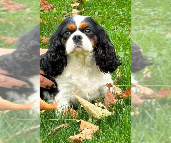 Medium Photo #1 Cavalier King Charles Spaniel-Unknown Mix Puppy For Sale in Smithfield, PA, USA