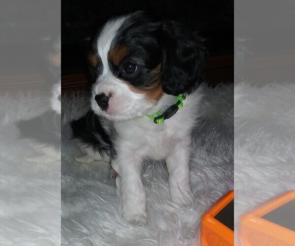 Medium Photo #13 Cavalier King Charles Spaniel Puppy For Sale in HOWLAND, OH, USA