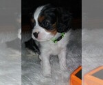 Small Photo #13 Cavalier King Charles Spaniel Puppy For Sale in HOWLAND, OH, USA