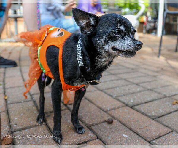Medium Photo #2 Chihuahua-Unknown Mix Puppy For Sale in Mooresville, NC, USA
