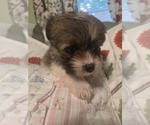 Small #40 Maltipom