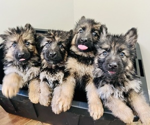 German Shepherd Dog Puppy for sale in OZARK, AL, USA