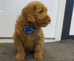 Small Photo #7 Goldendoodle Puppy For Sale in LENA, IL, USA