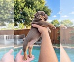 Small Photo #12 Olde English Bulldogge Puppy For Sale in FORT WORTH, TX, USA
