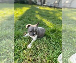 French Bulldog Puppy for Sale in BETHPAGE, New York USA
