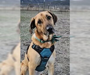 Pyrenees Ridgeback Dogs for adoption in Missoula, MT, USA