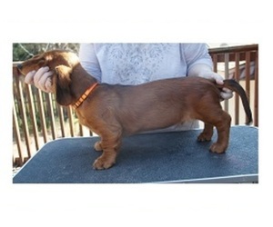Dachshund Puppy for sale in KENNEWICK, WA, USA