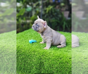 French Bulldog Puppy for sale in MIAMI, FL, USA