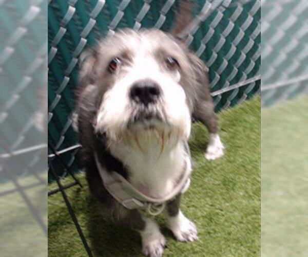 Medium Photo #1 Miniature Schnauzer-Unknown Mix Puppy For Sale in Downey, CA, USA