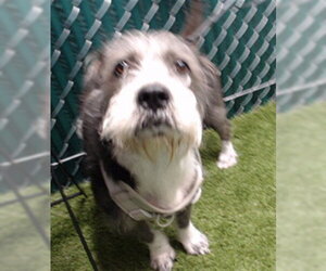 Miniature Schnauzer-Unknown Mix Dogs for adoption in Downey, CA, USA