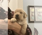 Small Photo #2 Golden Retriever Puppy For Sale in BROOKSVILLE, FL, USA
