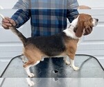 Bubba - Male Beagle Puppy for Sale - Photo #3