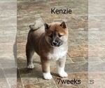 Puppy Kenzie Shiba Inu