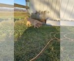 Small Photo #4 Labrador Retriever Puppy For Sale in LITITZ, PA, USA