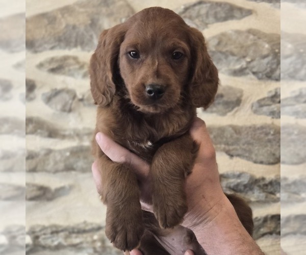 Medium Photo #1 Irish Doodle (Miniature) Puppy For Sale in NEW HOLLAND, PA, USA