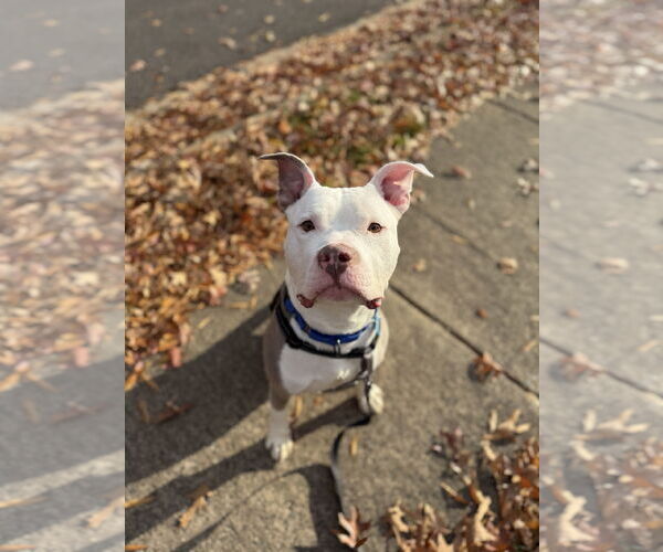 Medium Photo #5 Mutt Puppy For Sale in Alexandria, VA, USA