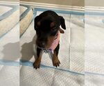 Puppy Stella Doberman Pinscher