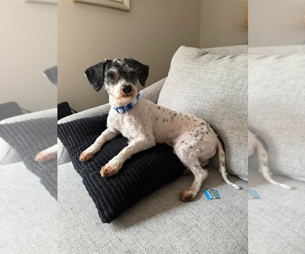 Medium Photo #1 Poodle (Miniature)-Unknown Mix Puppy For Sale in Holly Springs, NC, USA