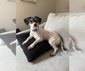 Poodle (Miniature)-Unknown Mix Dogs for adoption in Holly Springs, NC, USA