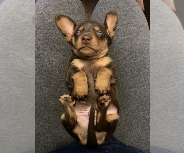 Medium Photo #2 Dachshund Puppy For Sale in STONY CREEK, VA, USA