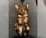 Small Photo #2 Dachshund Puppy For Sale in STONY CREEK, VA, USA