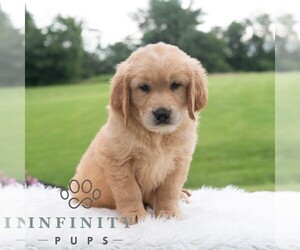 Golden Retriever Puppy for sale in NEWPORT, PA, USA