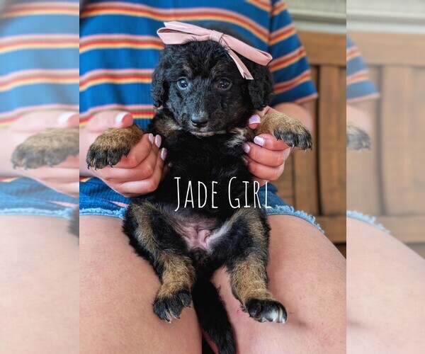 Medium Photo #24 Bernedoodle (Miniature) Puppy For Sale in DAVIS, CA, USA