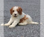 Small #1 Cavapoo (Miniature)