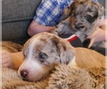 Small Photo #7 Labradoodle Puppy For Sale in ALBUQUERQUE, NM, USA
