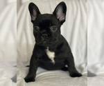 Puppy 1 French Bulldog