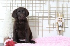Small Photo #1 Labradoodle Puppy For Sale in BEL AIR, MD, USA