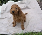 Small Photo #90 Irish Doodle Puppy For Sale in GOSHEN, IN, USA