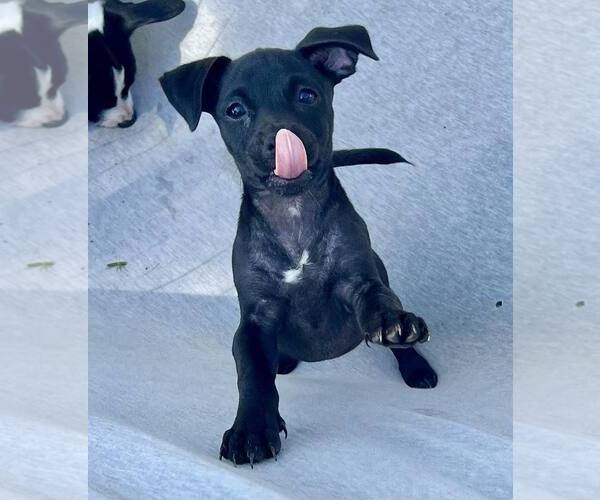 Medium Photo #2 Dachsador Puppy For Sale in Pompano Beach , FL, USA