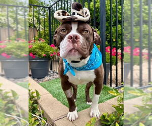 Rowan - Male American Pit Bull Terrier-Unknown Mix Dog for Adoption - Photo #3
