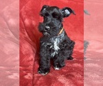 Small #3 Schnauzer (Miniature)