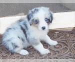 Small Photo #2 Australian Shepherd Puppy For Sale in GLADE HILL, VA, USA