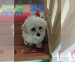 Small Photo #5 Maltese-Poodle (Toy) Mix Puppy For Sale in SPENCER, TN, USA