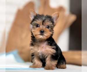 Yorkshire Terrier Puppy for sale in CHICAGO, IL, USA