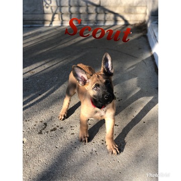 Medium Photo #7 Belgian Malinois Puppy For Sale in COLUMBUS, OH, USA