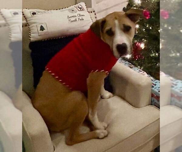 Medium Photo #3 Mutt Puppy For Sale in Oceanside, CA, USA