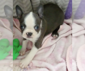 Boston Terrier Puppy for sale in BEND, OR, USA