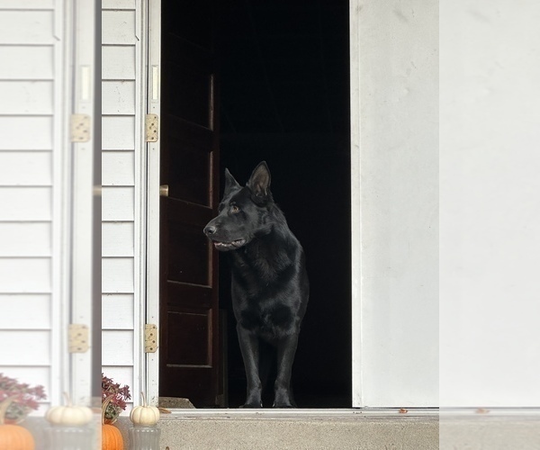 Medium Photo #1 German Shepherd Dog Puppy For Sale in GORDON, AL, USA
