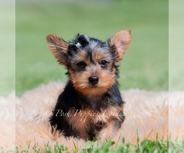 Medium Photo #5 Yorkshire Terrier Puppy For Sale in WARSAW, IN, USA