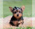 Small Photo #5 Yorkshire Terrier Puppy For Sale in WARSAW, IN, USA