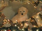 Small Photo #4 Goldendoodle Puppy For Sale in DOWLING PARK, FL, USA