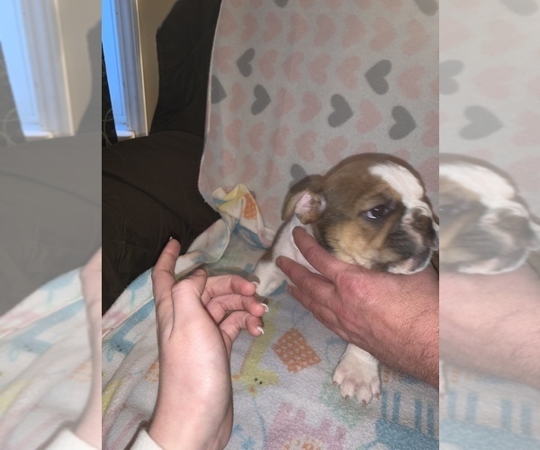 Medium Photo #10 Bulldog Puppy For Sale in FLINT, MI, USA